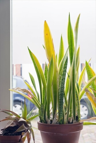 Sansevieria plant interior house decoration in front of window.